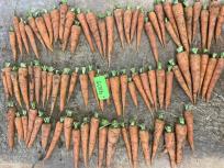 Click for 6 image(s) for this accession. ROOT